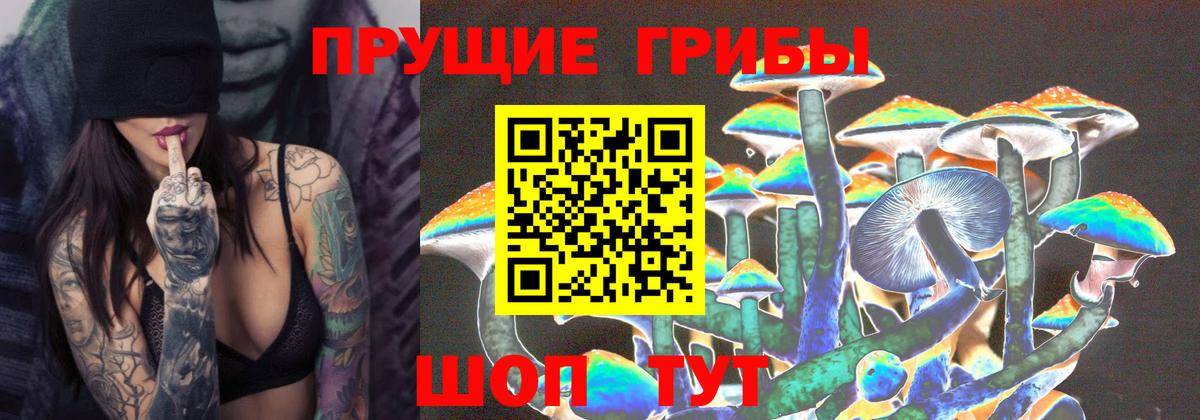 Галлюциногенные грибы Psilocybine cubensis Ленинск-Кузнецкий